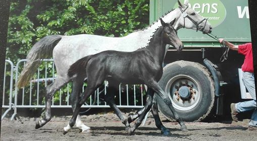Eén van de merrieveulens van Leandro VG, uit de merrie Fly Away de la Pomme (Carmena Z x Taran de la Pomme)